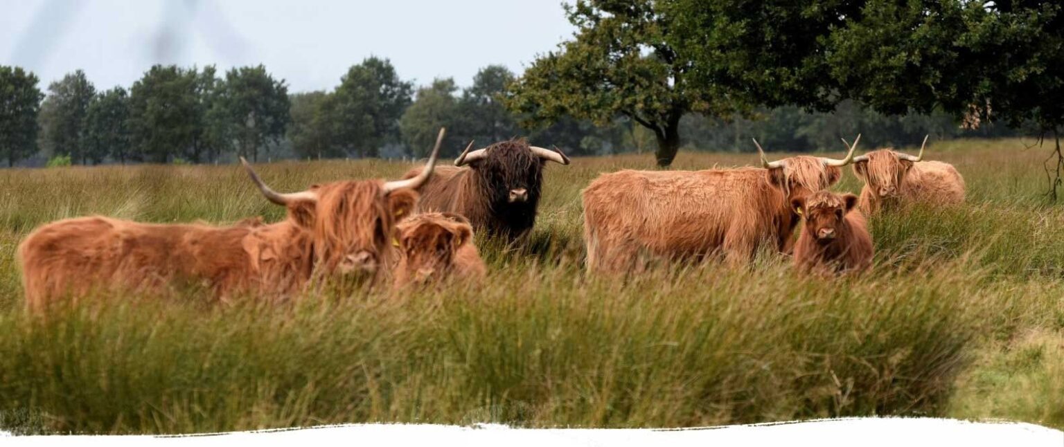 schotsehooglanders