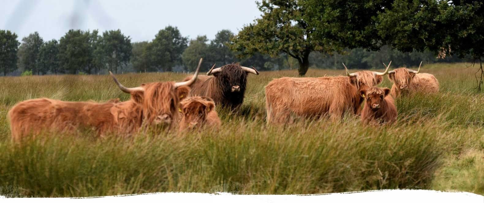 schotsehooglanders