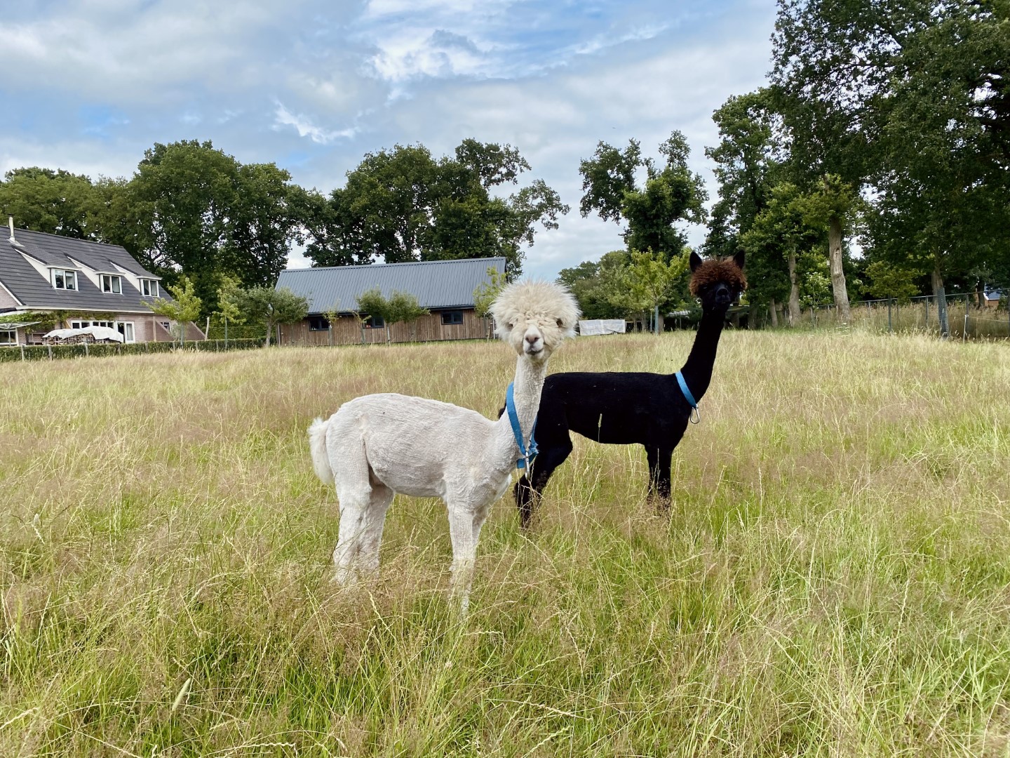 alpacaskaal (Groot)